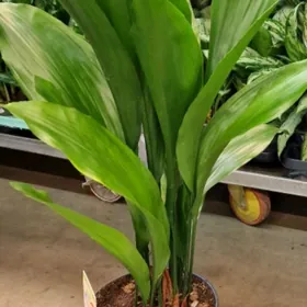 Аспидистра высокая