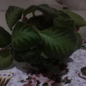 домашние цветы