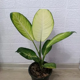 ДИФФЕНБАХИЯ