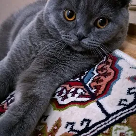 Pishik shotlan Шотландский кот