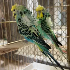 Выставочный попугай