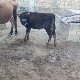 Öý haýwanlaryGöleli sygyr