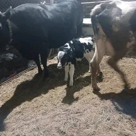 Angus Golistein bogaz sygyr