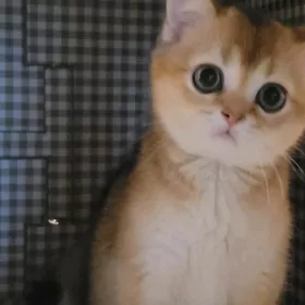 золотая шиншила