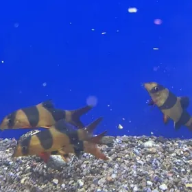 Боция Клоун