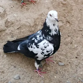 kepderi кепдери