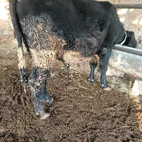 çorniy piyostir öküz