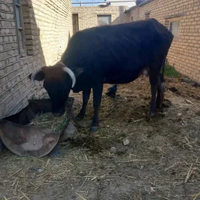 goleli.gysyr.sagylyan sygyrlar