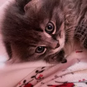 вислоух котёнок девочка