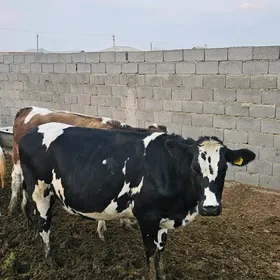 Galyşteýn Şygyrlar ýaş bogaz t