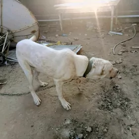 продаётся собака породы Алабай