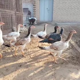 Boýes mäkiler 6 aýlyk