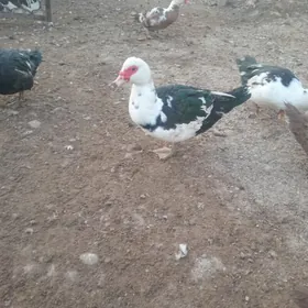 Ордеклер Мускус