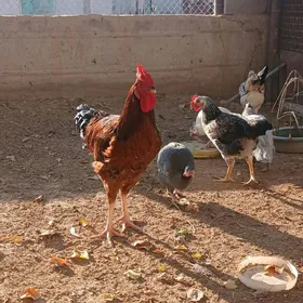 armýan towuk sizarka