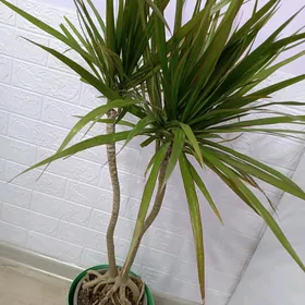 КОМНАТНЫЕ РАСТЕНИЯ