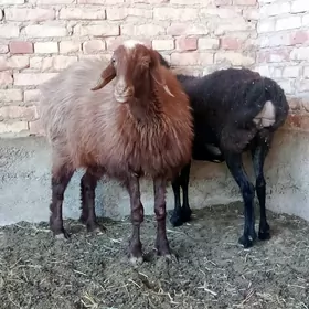 Gissar Goýunlar Semiz Bakyda