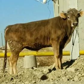 şwes tohum öküzler