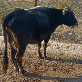 satlyk bakymlyk sygyr