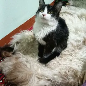 найдёныш мальчик Феликс