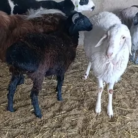 Biçilen ŷaş mallar