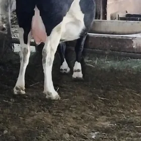 AGYR BOGAZ GIBRID SYGYR