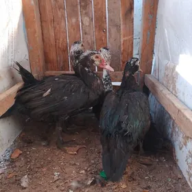 ördek ördek ördekördek