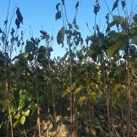 sa tut, uly yaprakly tut