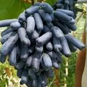 AWATAR UZUM TURK NAHAL