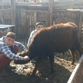 öküzçe tüwe öküz göle