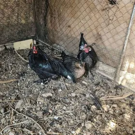 karlik hem yerli towuklar