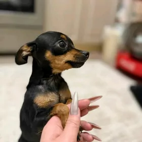 пражский крысарик