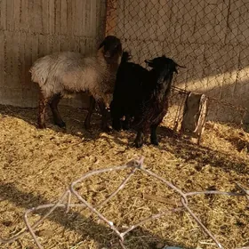 cewis    issek goyun