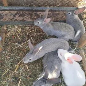 пол великан