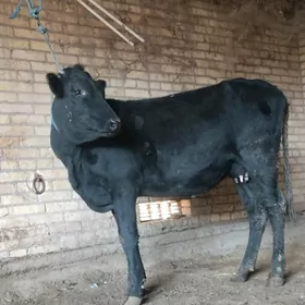 голели сыгыр