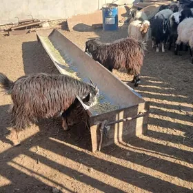 токлы чебиш