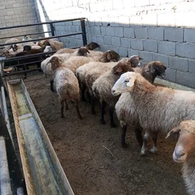 goyunlar baga dakylan