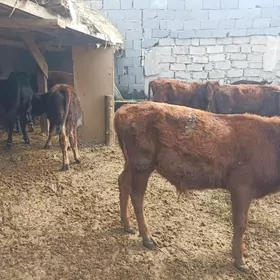 öküzçe tüwe öküz göle