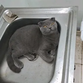 шотландский кот 6 месяцев