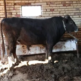 satlyk şwes öküz.