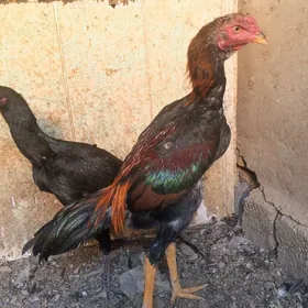 ой хайванлары