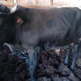 okuz 3 yasar bakylan