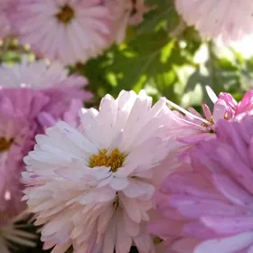 Öýe kömekçi Aýal gerek.