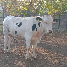 Arginal kanatka Öküz