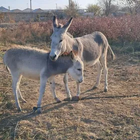 Eṣek kurresi  bilen