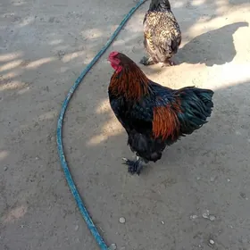 Brama Laset yumurtga