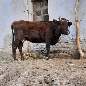 SAGYLÝAN ULY GIGAND SYGYR