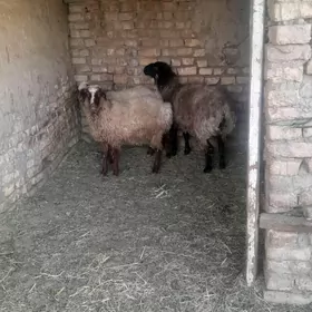 ișșek çykan tokly