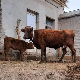 ÝAŞAJYK SUYIDLIJE GOLELI SYGYR