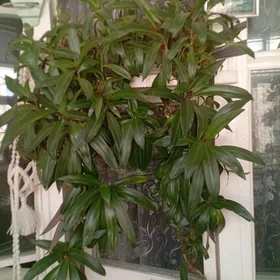 Рео ,,Ладья Моисея