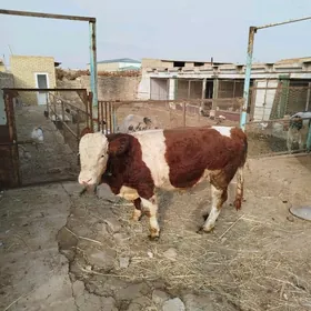 Симментал окуз